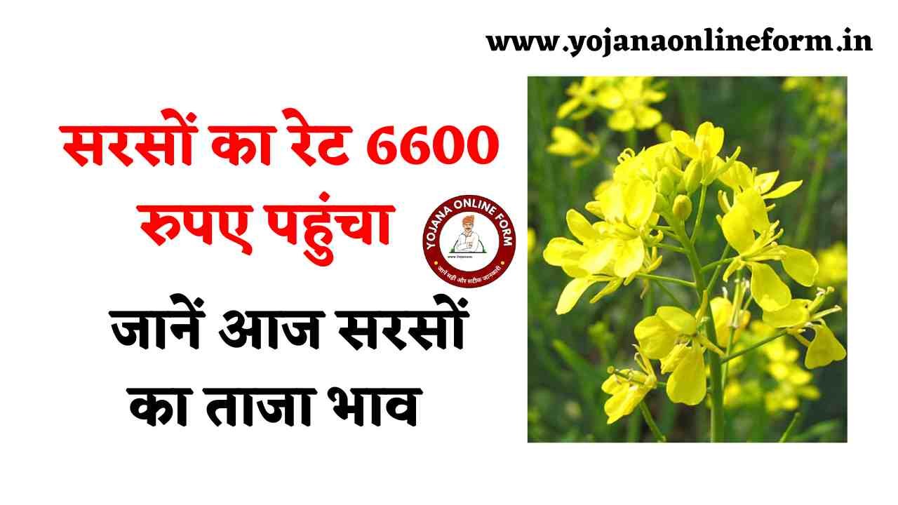 today mustard price in rajasthan