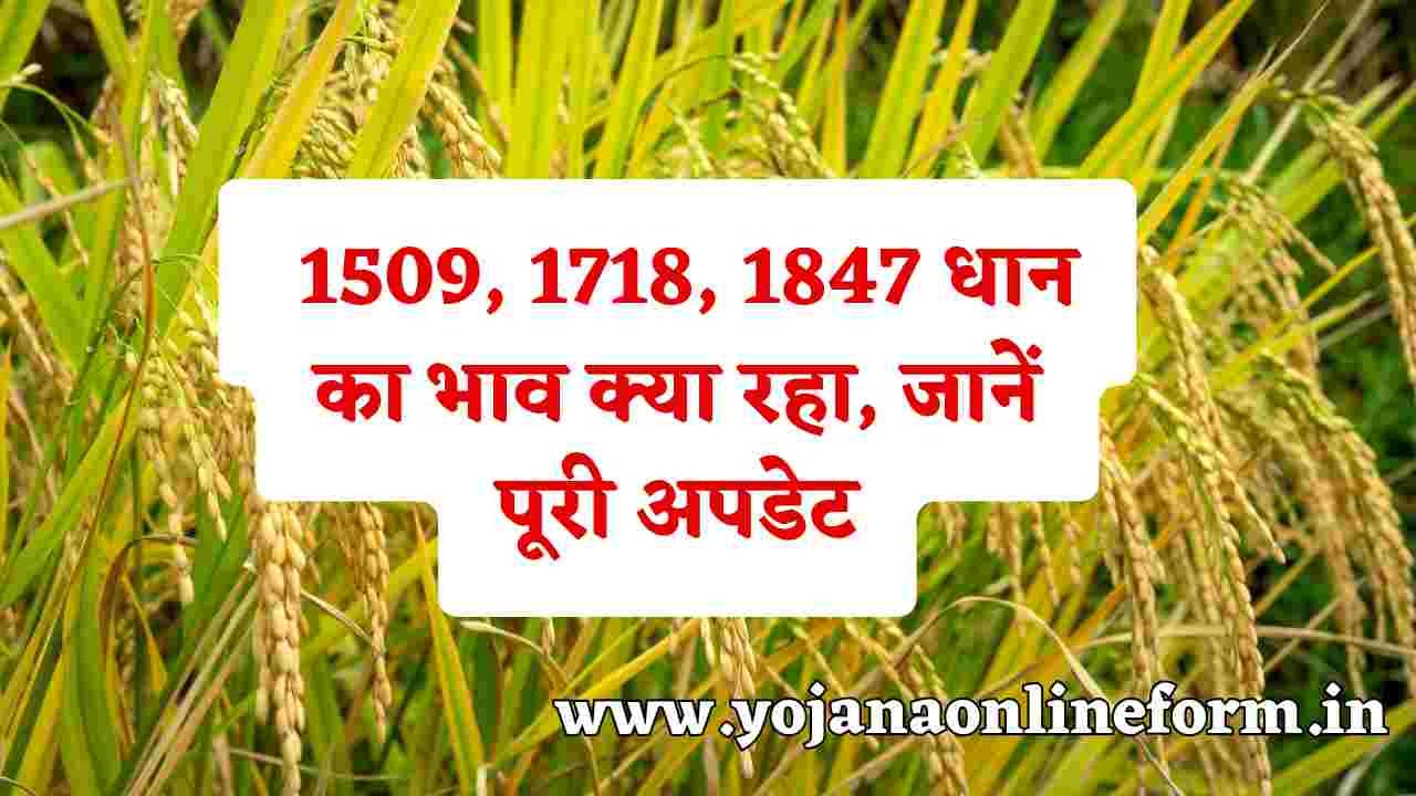Aaj Ka Dhan Ka Price Today 04 July 2024 | आज का 1509, 1718, 1847 धान का भाव क्या रहा, जानें पूरी अपडेट