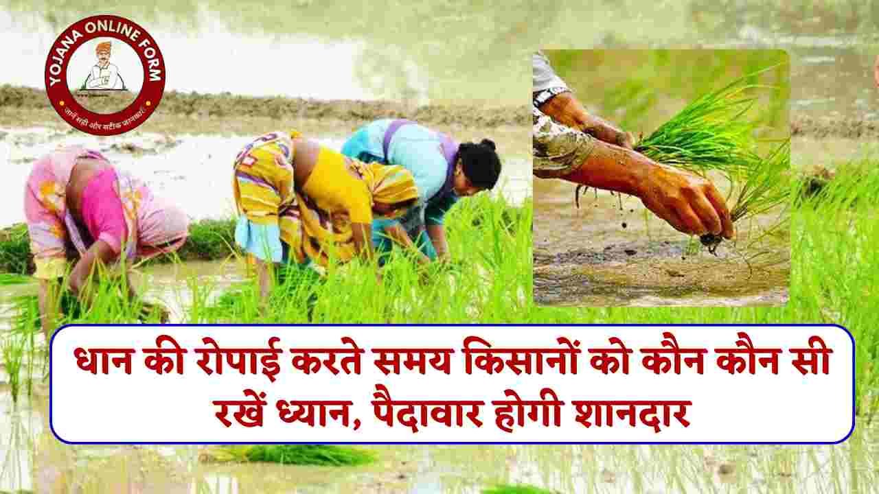 Dhan Ki Ropai Ka Sahi Samay | धान की रोपाई करते समय किसानों को कौन कौन सी रखें ध्यान, पैदावार होगी शानदार